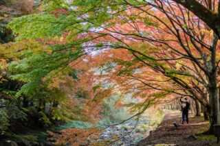 紅葉と渓流の風景